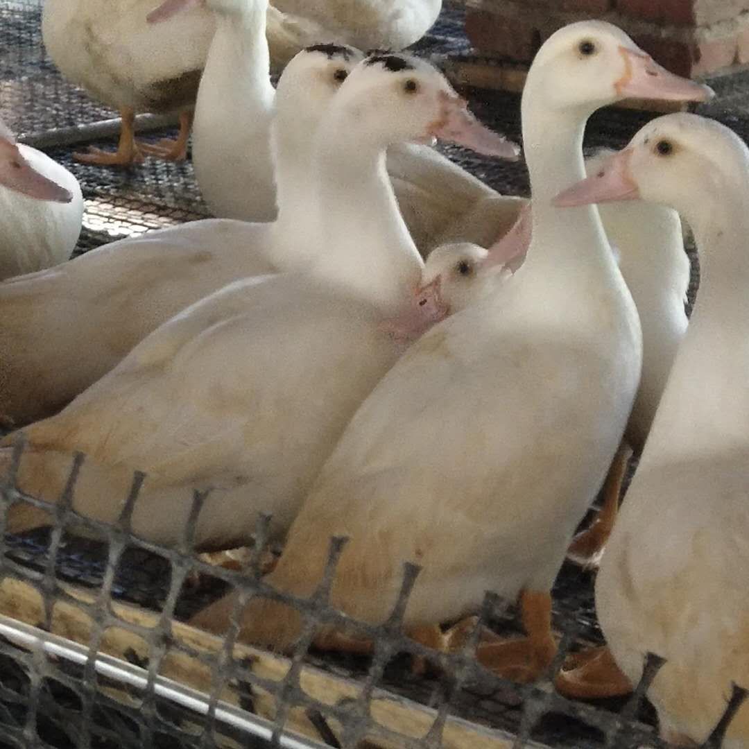 番鸭  70多天网床白番公母甩卖