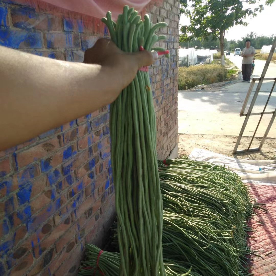 长豇豆 质量好需要的老板行动起来