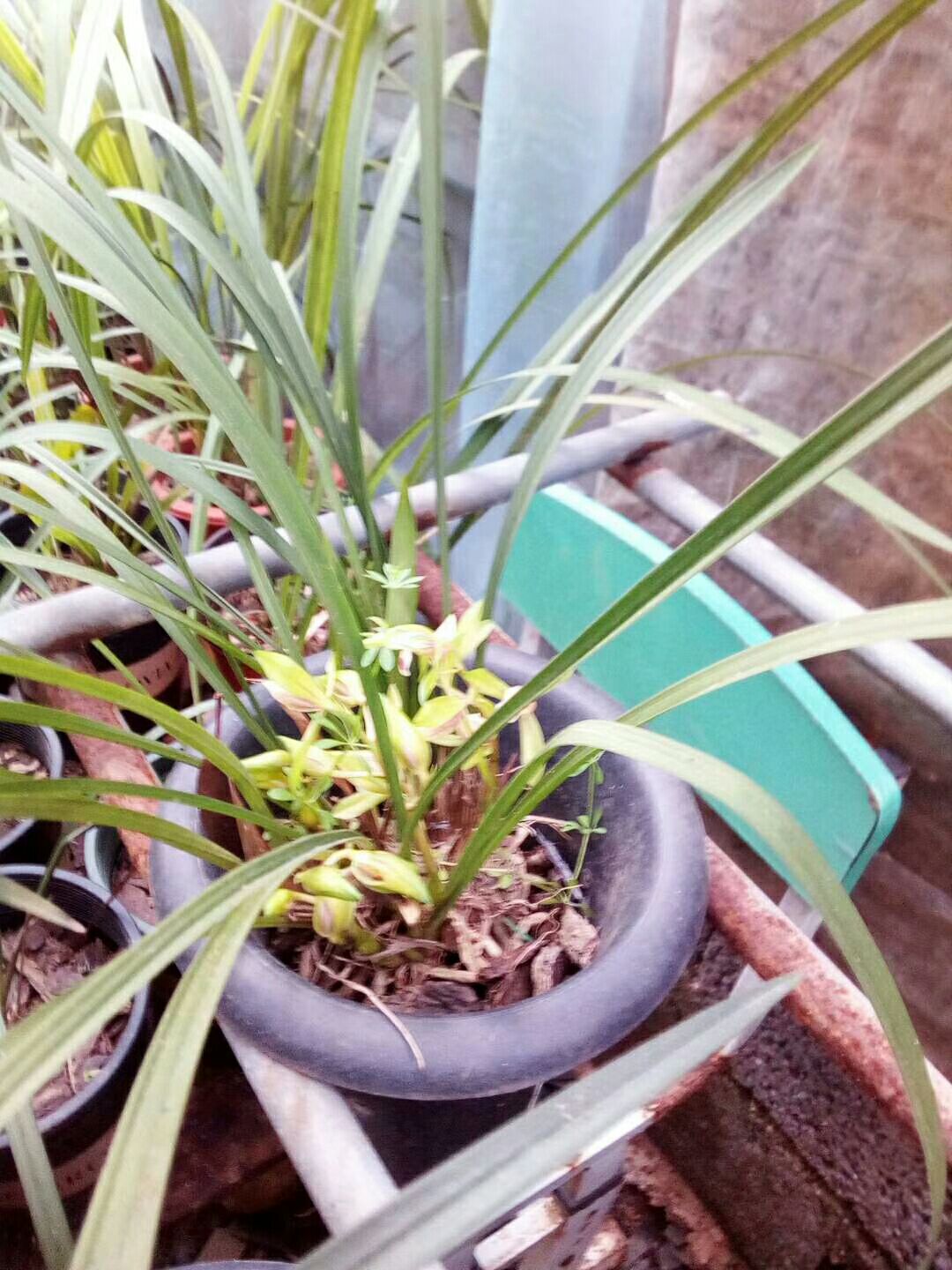 兰花  坚贞不渝的象征