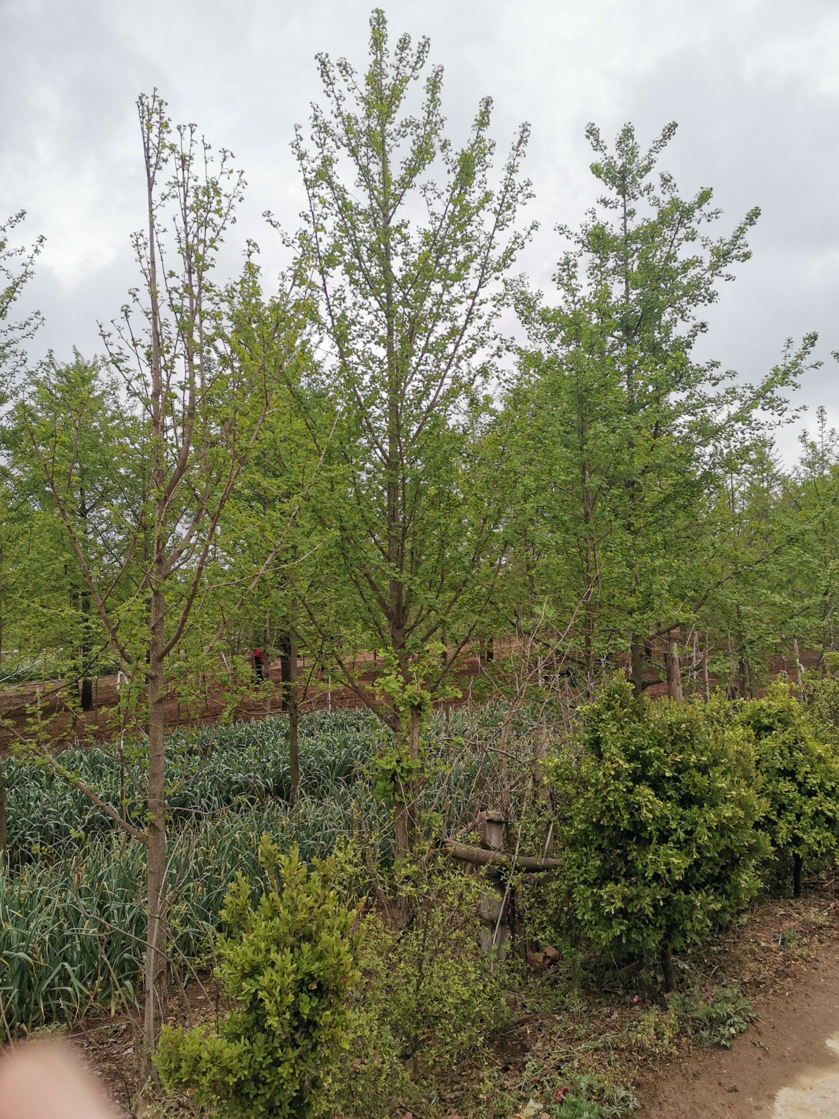  全国最大银杏树美国红枫基地