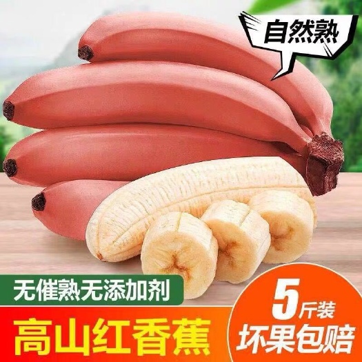 南靖县 红皮香蕉现摘现发