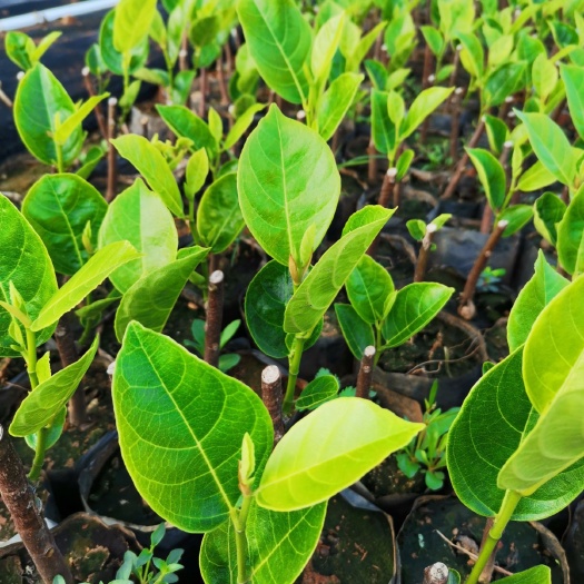 白沙县 销售泰八号菠萝蜜苗