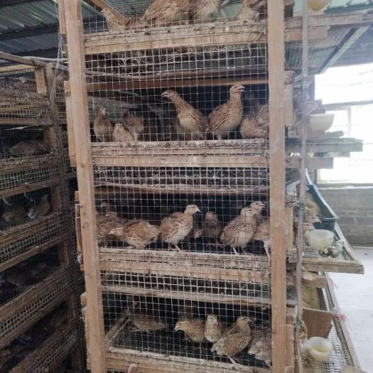 武宣县淘汰鹌鹑鸟