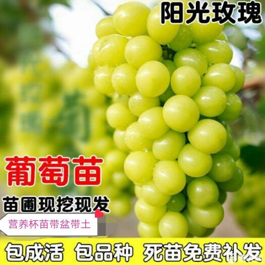 平邑县 营养杯葡萄苗自繁自育一手货源农场直发无差价