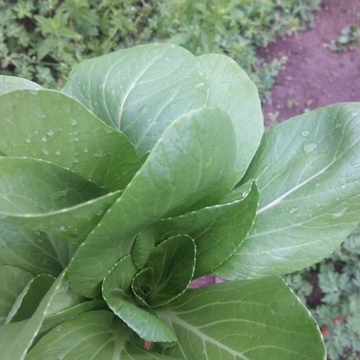 广元 鸡毛菜上海青
