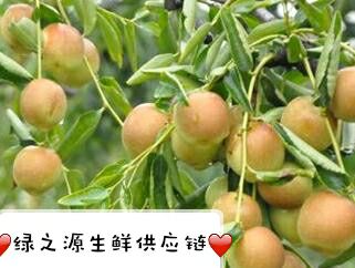 大棚冬枣基地现摘现发3斤5斤装一件代发快递包邮