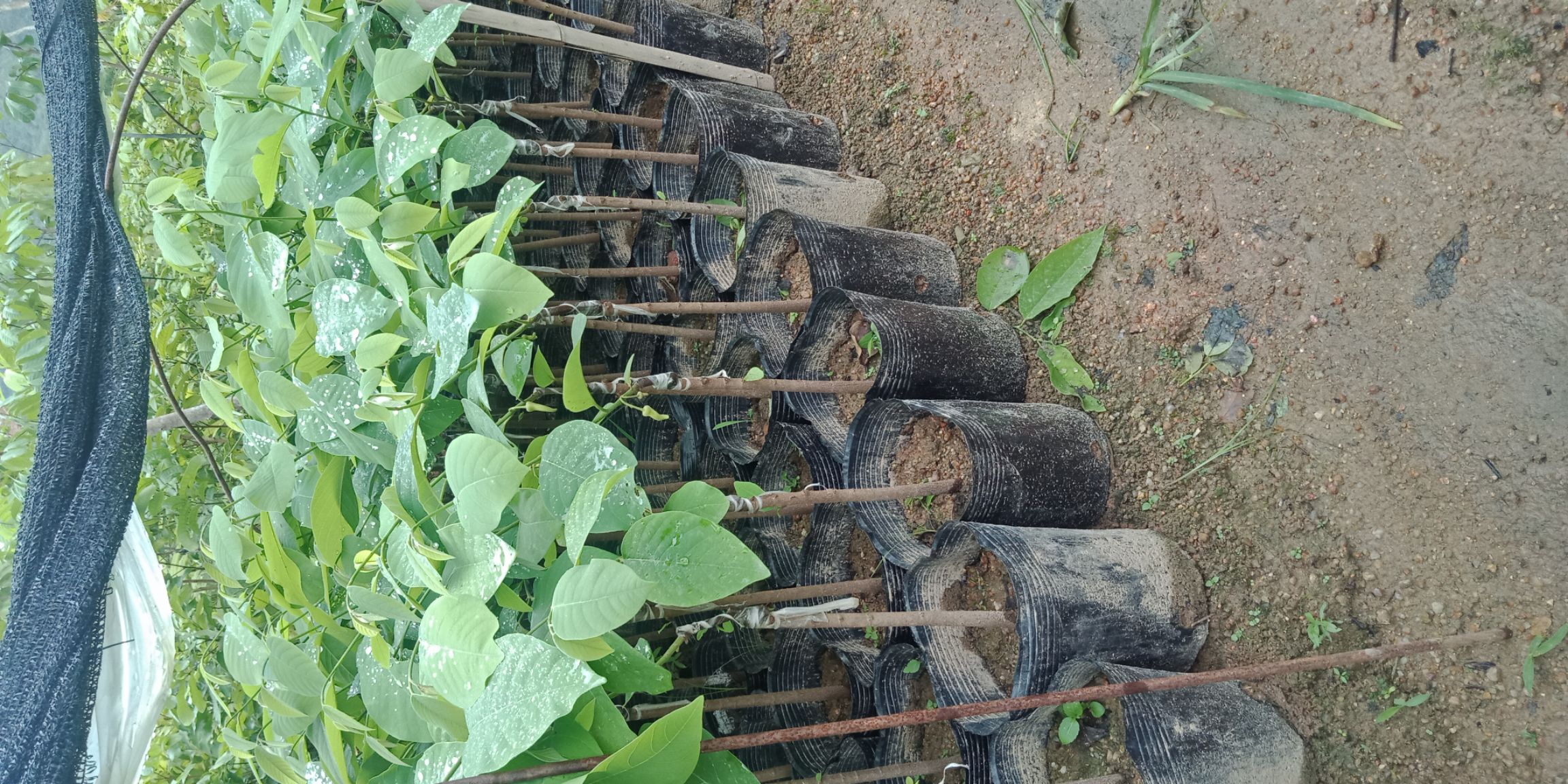 释迦果苗 释迦苗