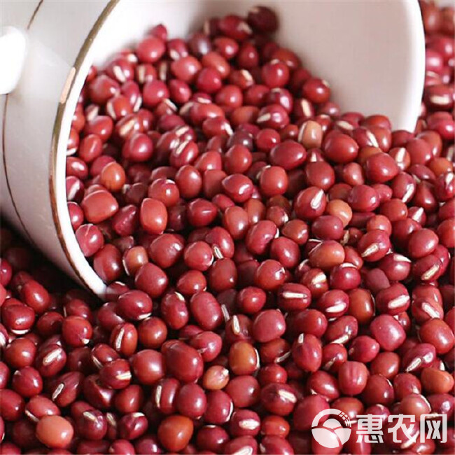 大量批发农家自产小红豆 五谷杂粮批发红豆珍珠粒赤小豆 散装红