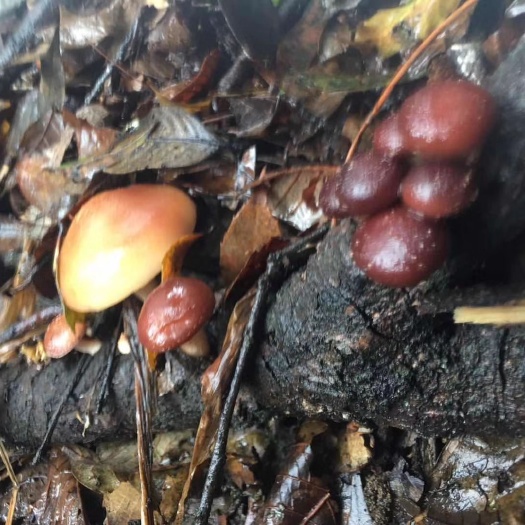 盐边县 攀枝花特产小蘑菇