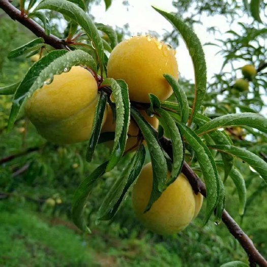 成都 高山好货蜂糖李，几十亩个大颜色好，赚钱货啊