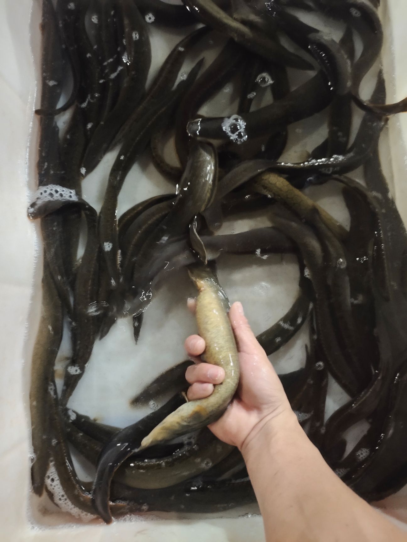 刺鳅 刀鳅繁殖母鱼