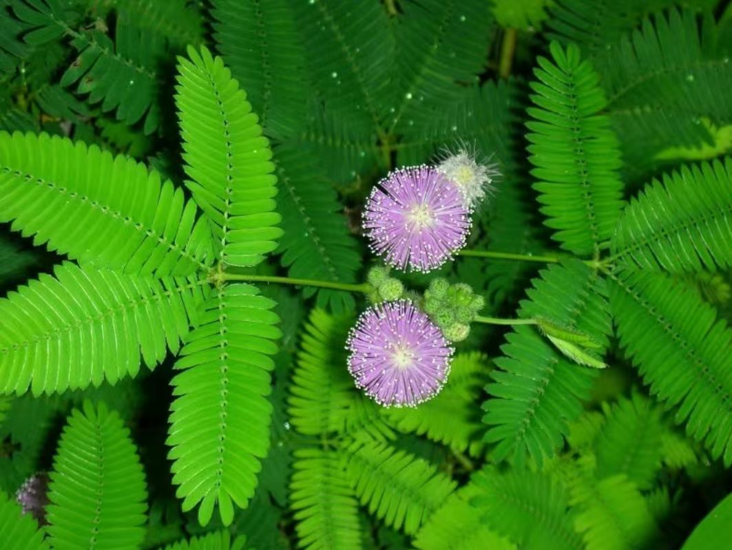 含羞草种子 含羞草种 害羞草种子感应草盆栽易种花卉种子家庭阳