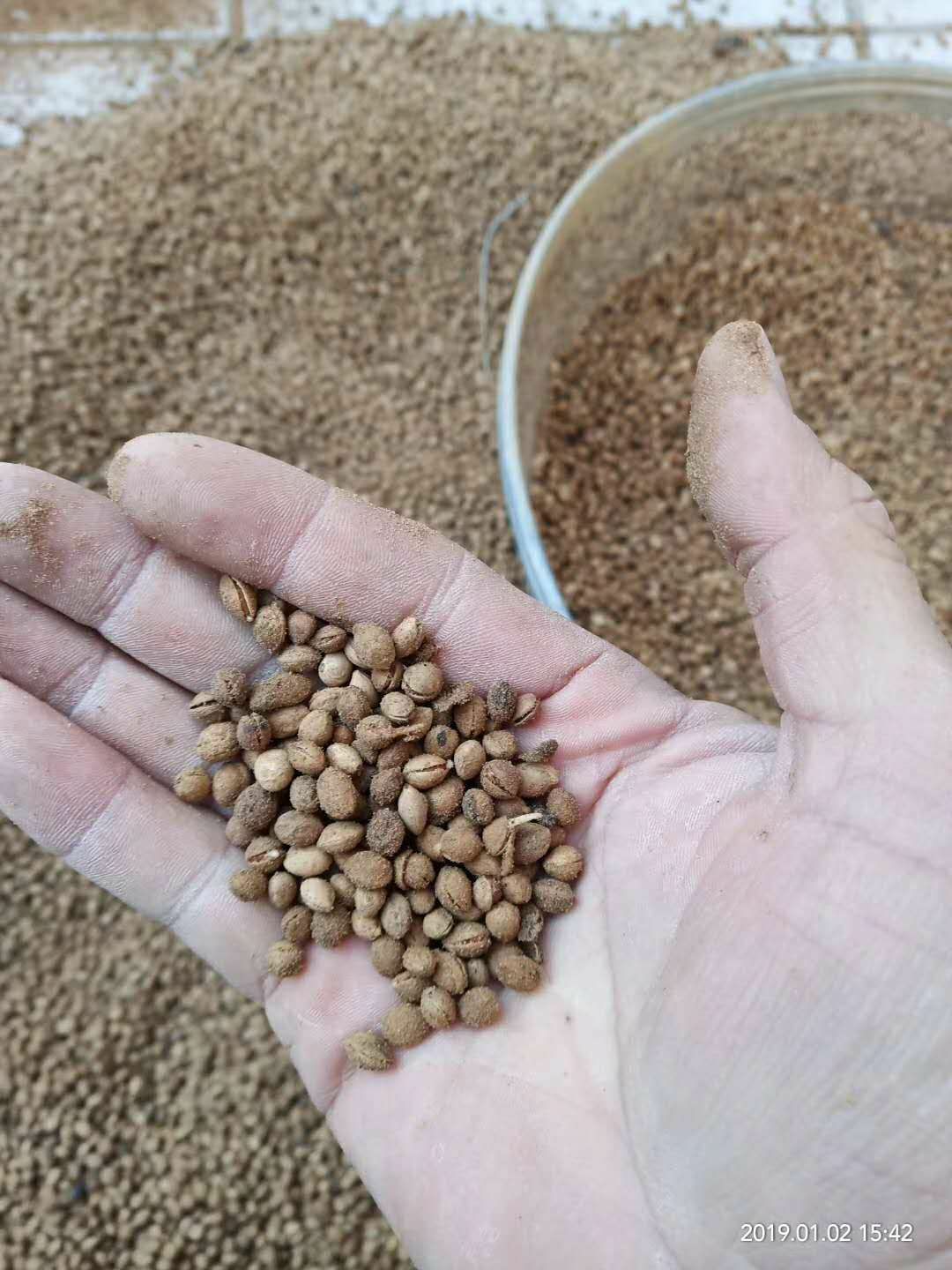  山樱桃种子四川小颗粒大青叶山樱桃种子野樱桃种籽