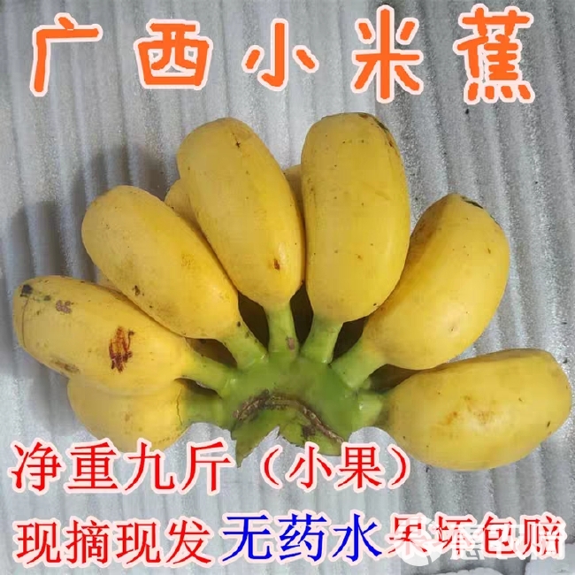 香蕉  【】小果九斤19.8元鸡蕉非皇帝蕉苹果粉蕉芭蕉