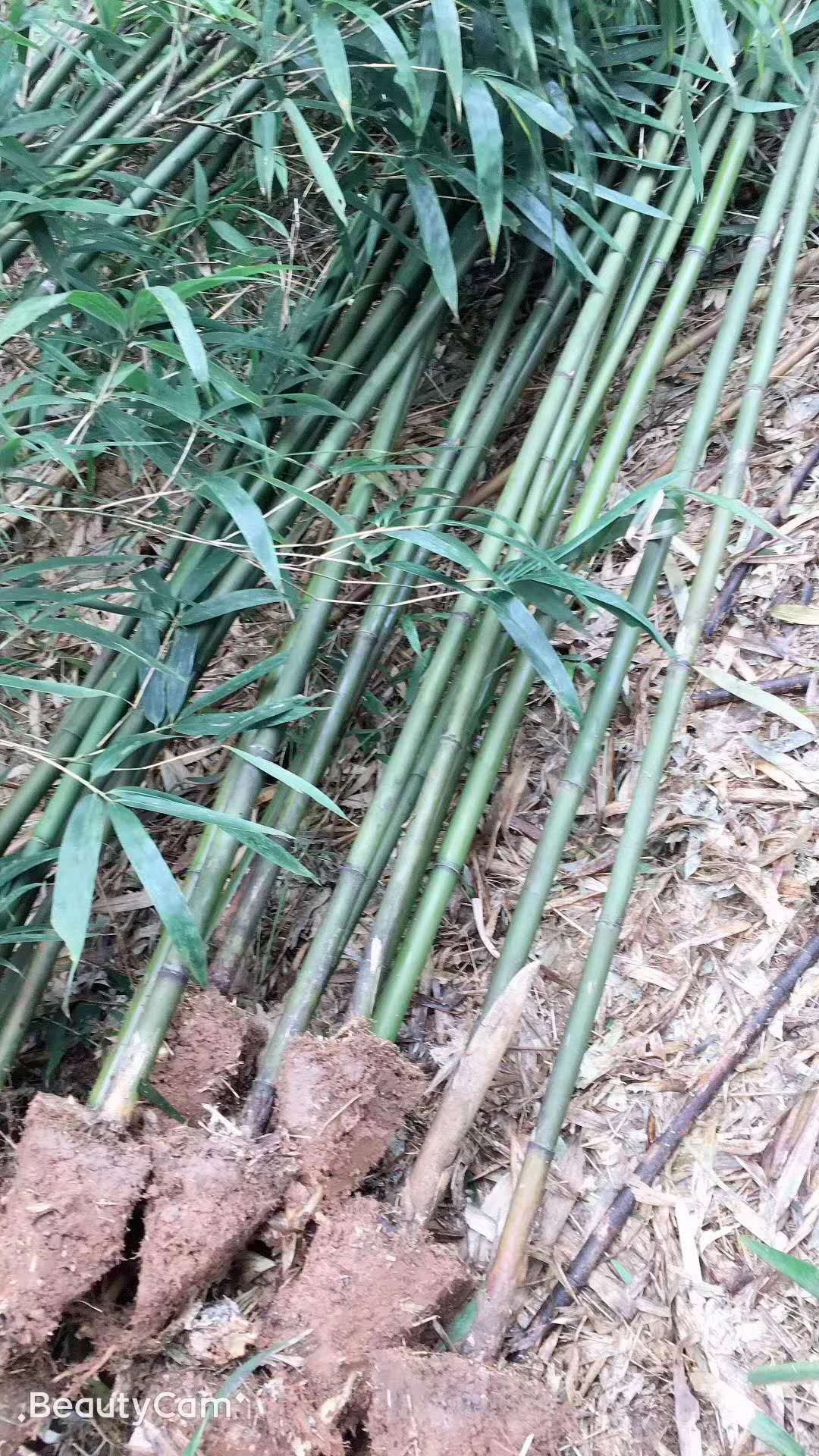  大量批发刚竹，毛竹，市竹,桂花，各类球形红叶石楠