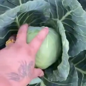 邯郸绿甘蓝 精品甘蓝