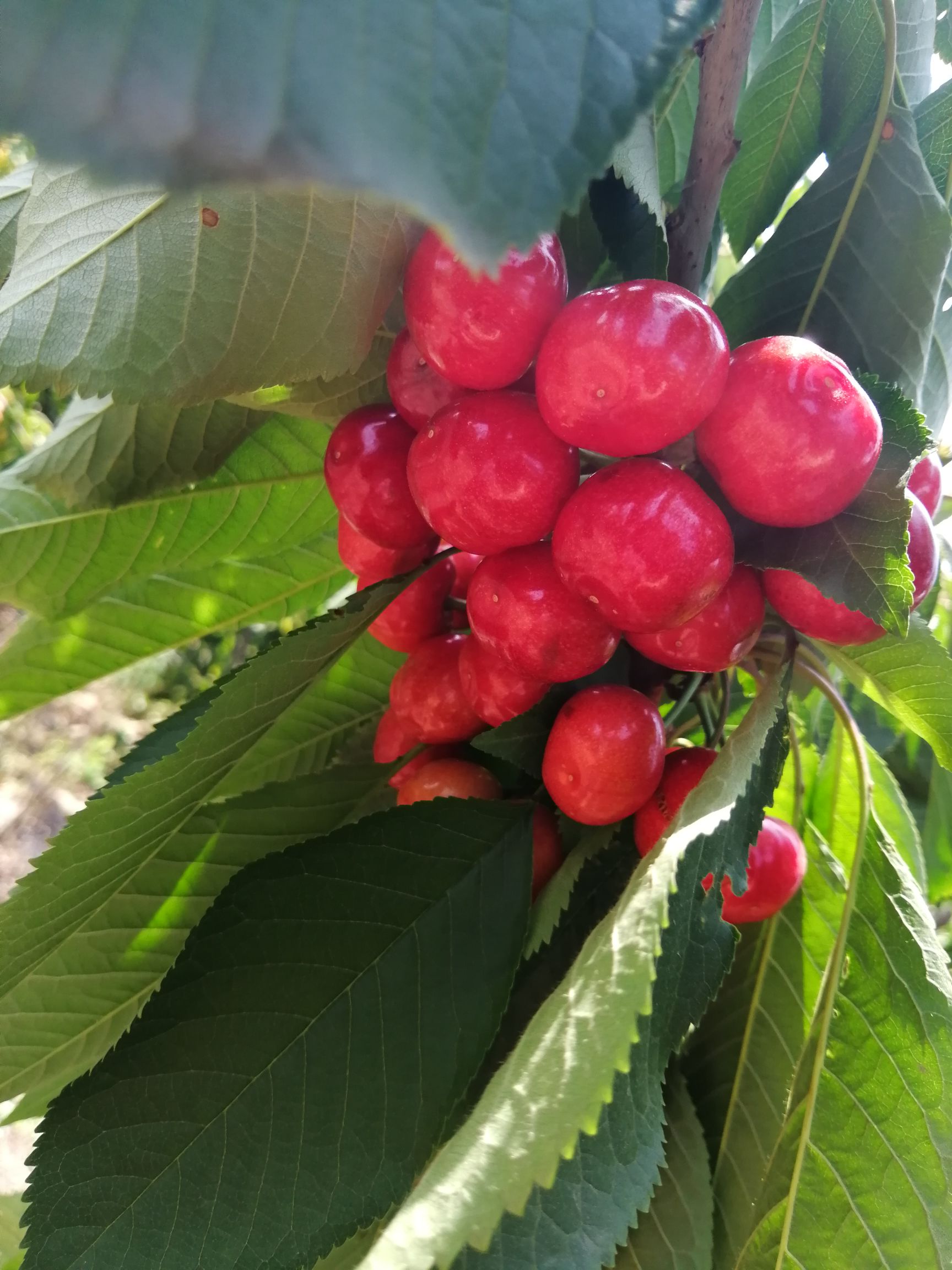萨米脱樱桃  瓦房店大地樱桃红了