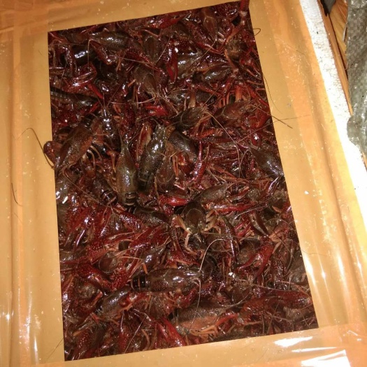 广州潜江小龙虾 本店专做精品虾，欢迎长期合作。共赢共利！