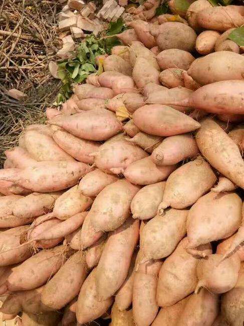 龙薯9号，红薯现货上市中，随时有货，可袋装，箱装，欢迎订购。