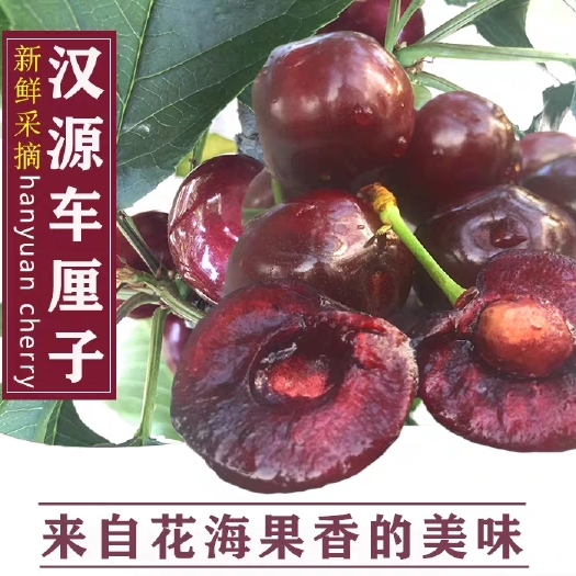 汉源县套袋黑珍珠红灯樱桃 来自海拔1800米的美味 俗有攀西阳光第一城的名字 日照充足