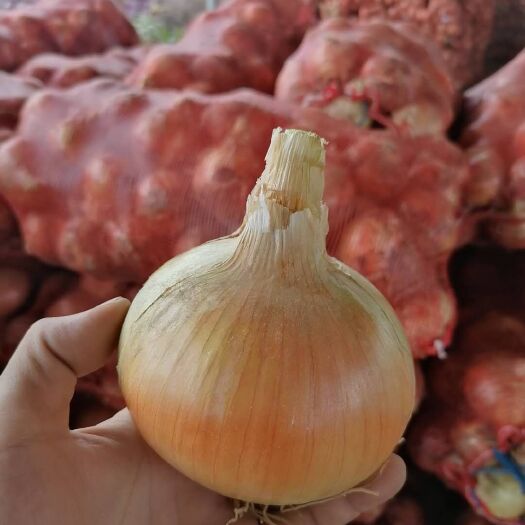 金乡县 黄皮洋葱各种规格大量供应！基地直销，品质保障！