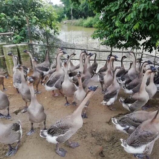 东莞市 半圈散养鹅，闷鹅醉鹅烧鹅专用