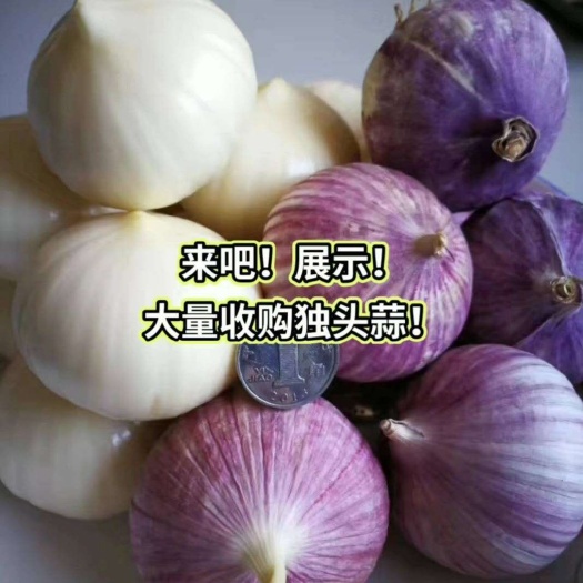 北镇市紫皮独头蒜 独头蒜