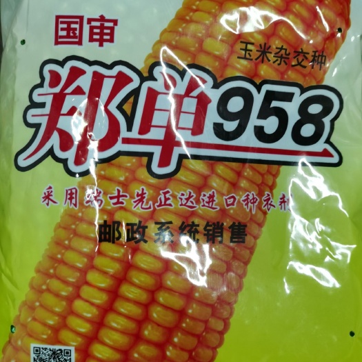 郑州郑单958玉米种子 单交种 ≥90%