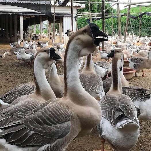 淮安 狮头鹅产蛋王等各种品种的鹅苗（10只起发）