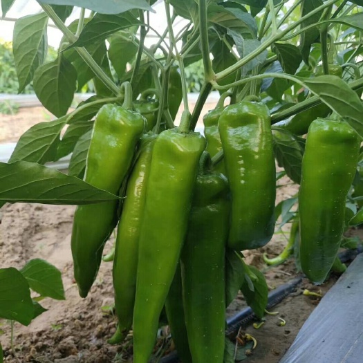 定边县辣椒 牛角，螺丝角上市