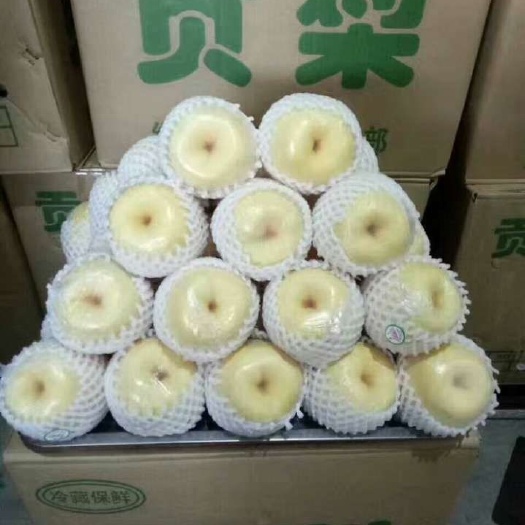 平遥县 酥梨