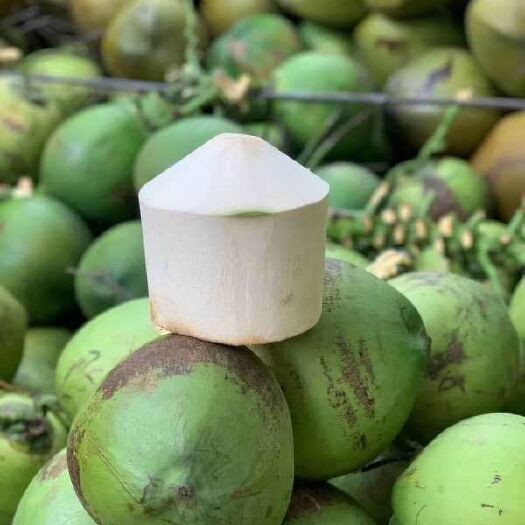 文昌市椰子  海南椰青厂家直供50箱起批