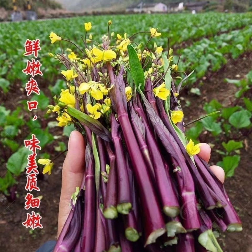 【湖北热销】红菜苔种子早中熟品种耐寒高产鲜嫩脆甜