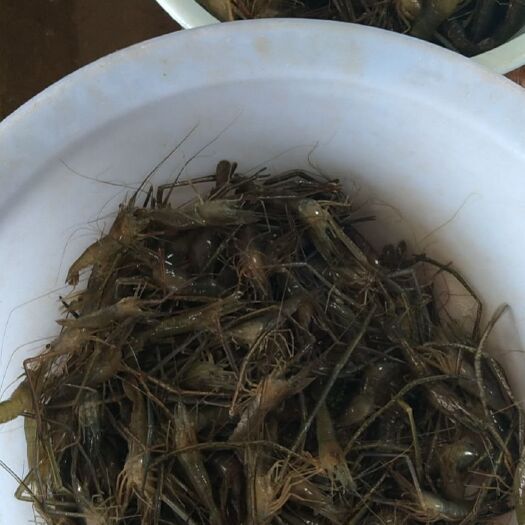 南京 纯炮头大青虾。