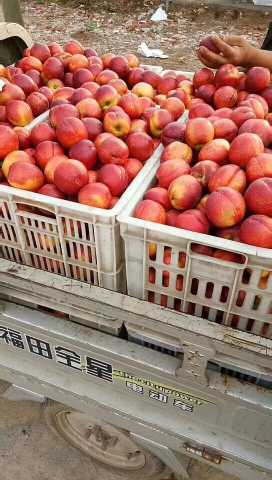  油桃基地品种多
