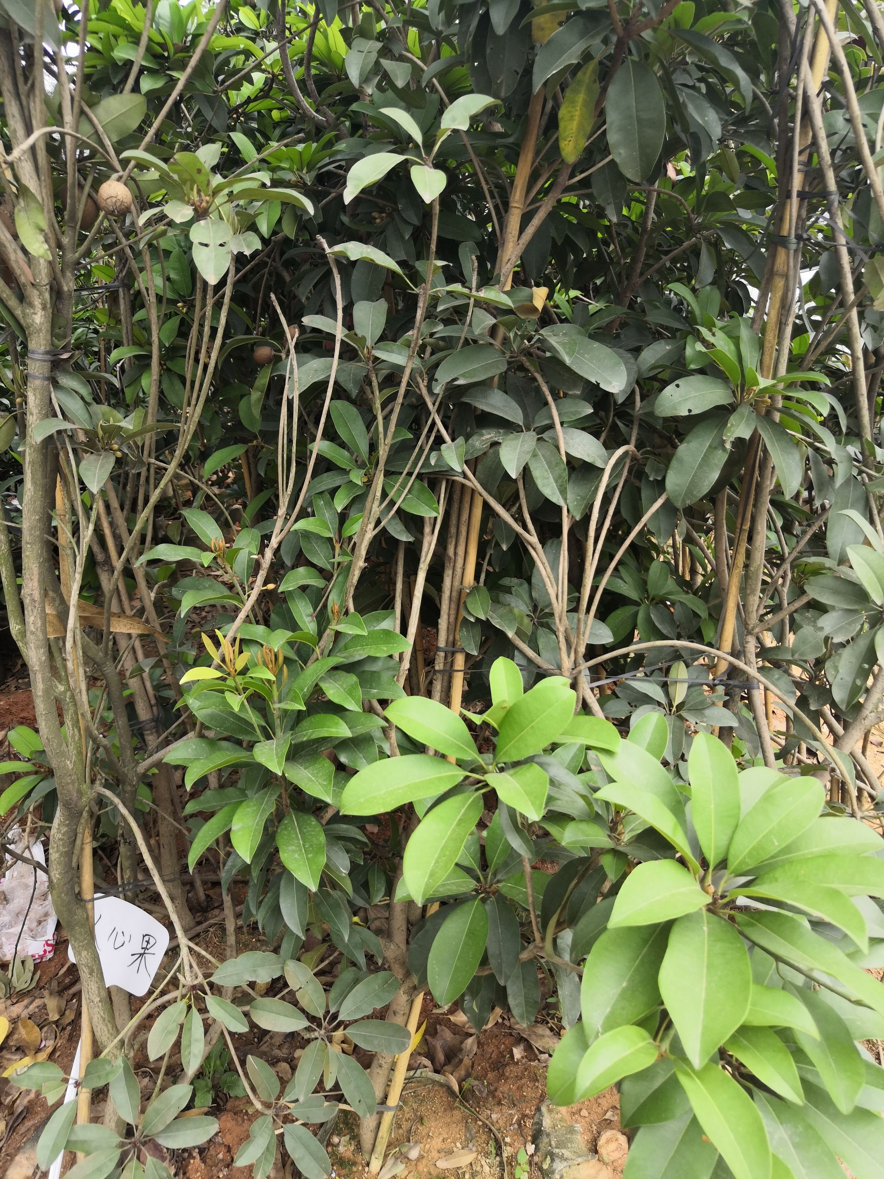 人心果苗，适合绿化庭院种植。