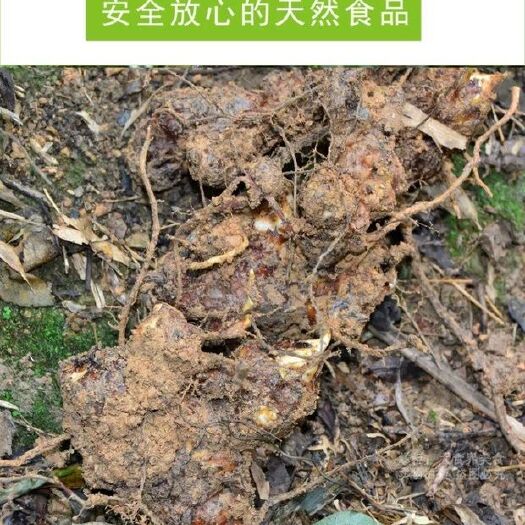 衡东县 土茯苓新鲜现挖无硫广东煲汤材料