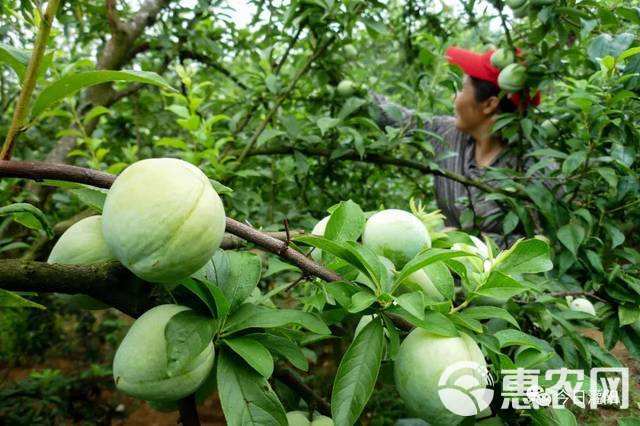 量大有优惠广西桂林奈李3到7个头