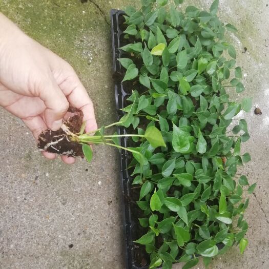广州粉掌盆栽  粉掌组培穴盘苗批发 基地直销 质优价廉