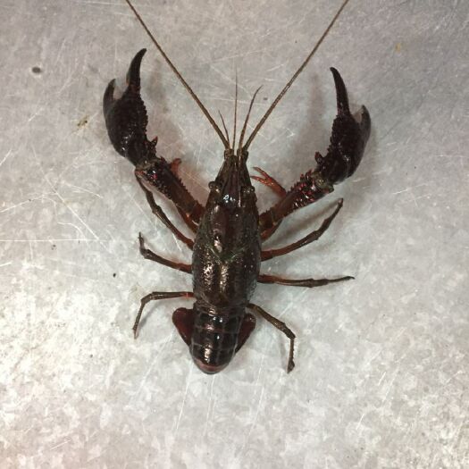 广州红壳小龙虾