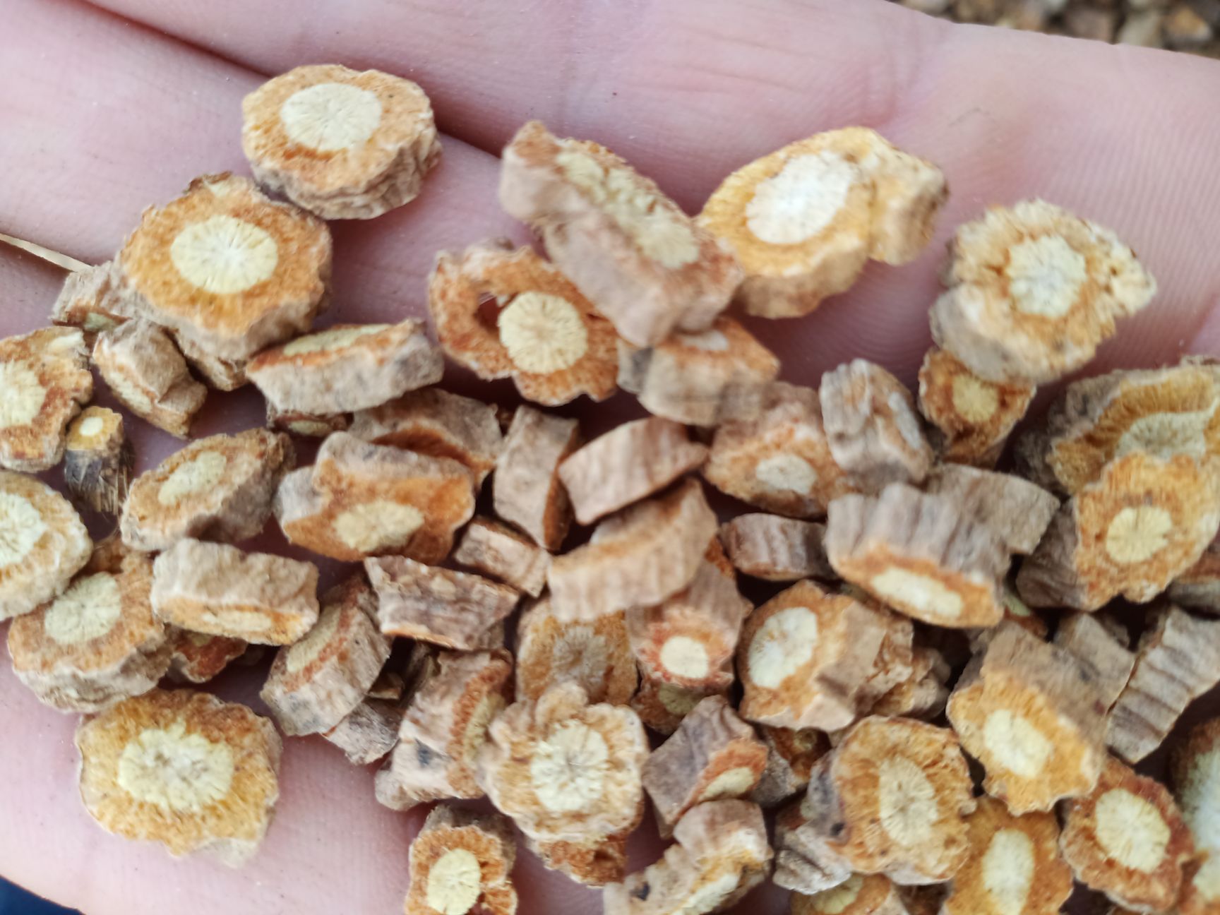  内蒙多年生家种防风含量0.68