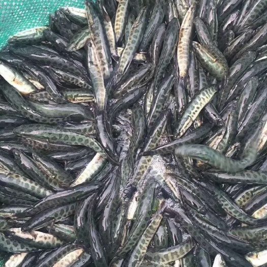 沭阳县 供应黑鱼苗