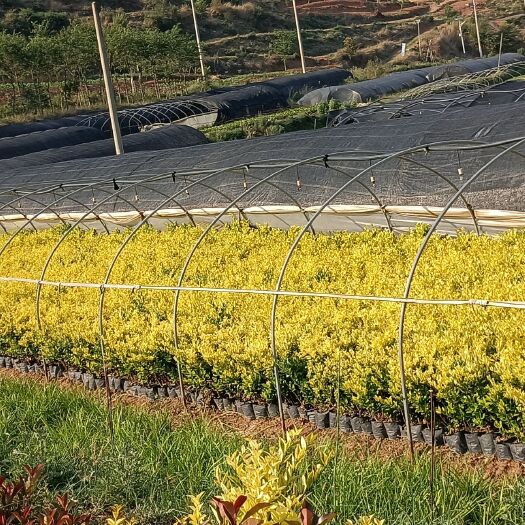 昆明 中袋金森女贞