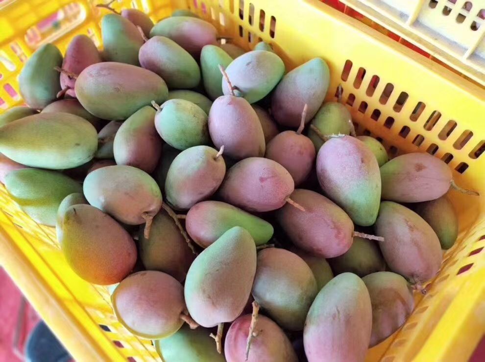 彩虹芒果贵妃芒 一件代发包邮包售后包甜现摘现发对接