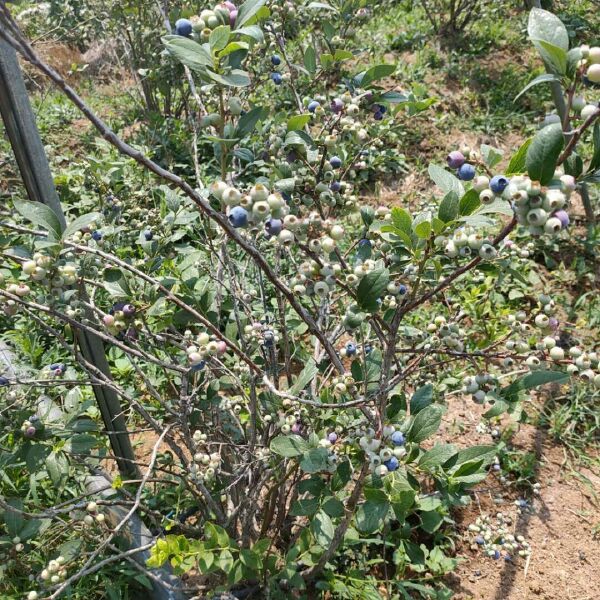  一年四季均可栽植的蓝莓苗，蓝莓苗钵苗育苗基地,2年苗结果壮