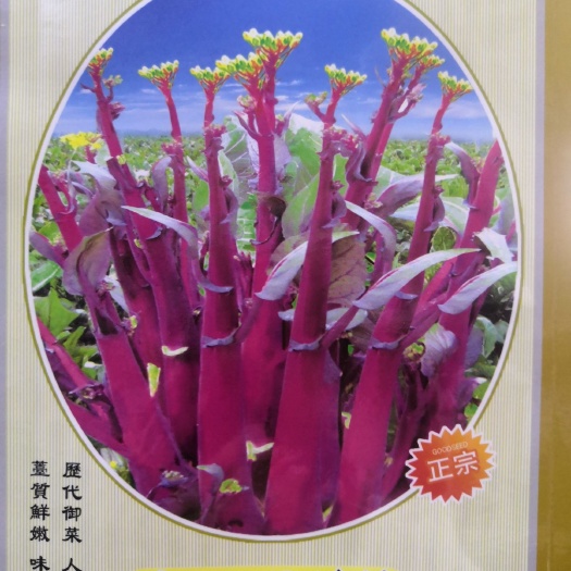 武汉红菜苔种子  【金殿御菜】湖北名菜洪山一号菜薹种子