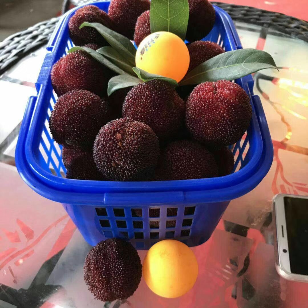  仙居正宗高山山庄杨梅自家果园自产自销一件代发批发零售6斤起批