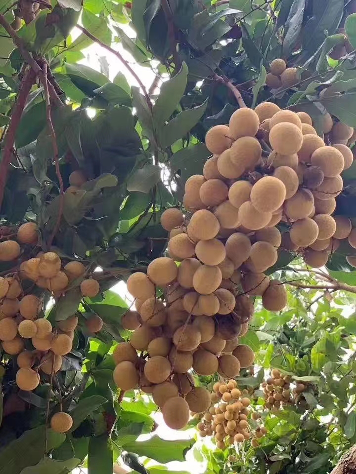 带壳桂圆 带壳 6-12个月