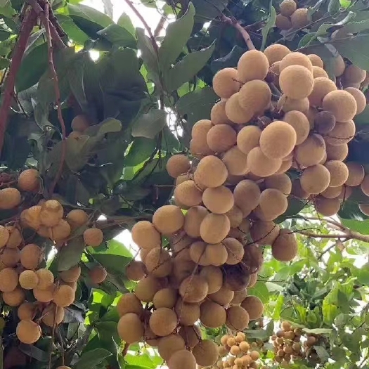 沧县带壳桂圆 带壳 6-12个月