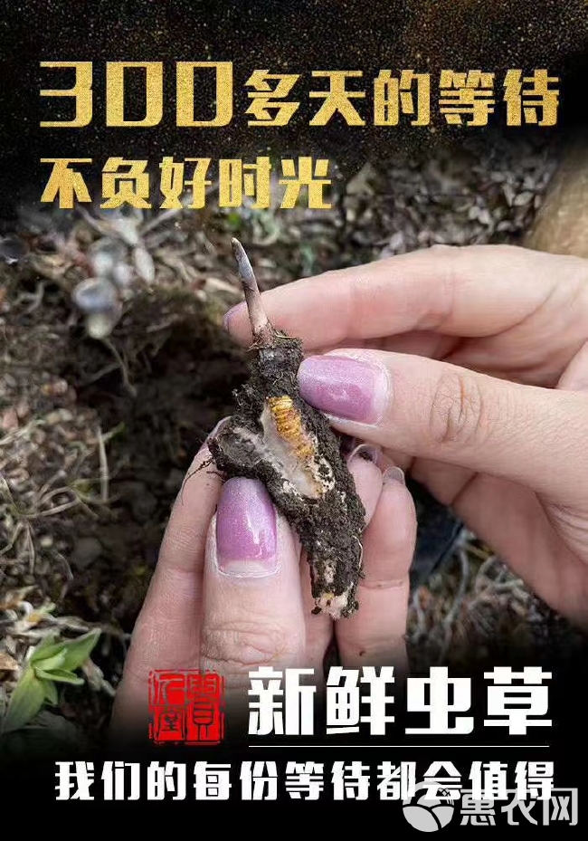  新鲜藏虫草